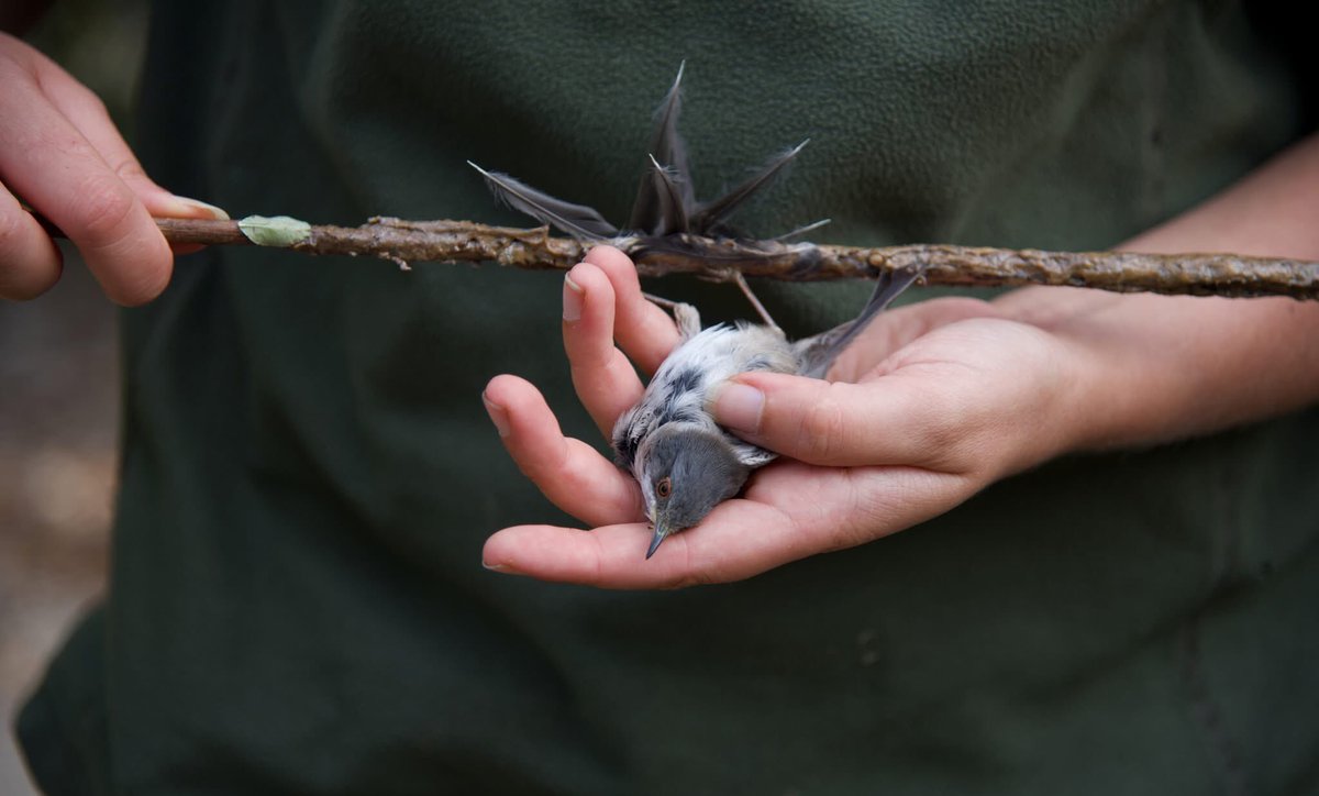 Committee Against Bird Slaughter (CABS) tweet media