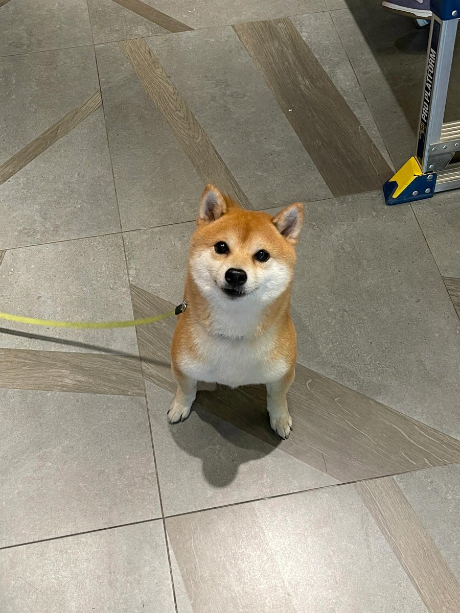 Emily458114's tweet image. I absolutely love dogs—big ones, small ones, all of them. They just make life better