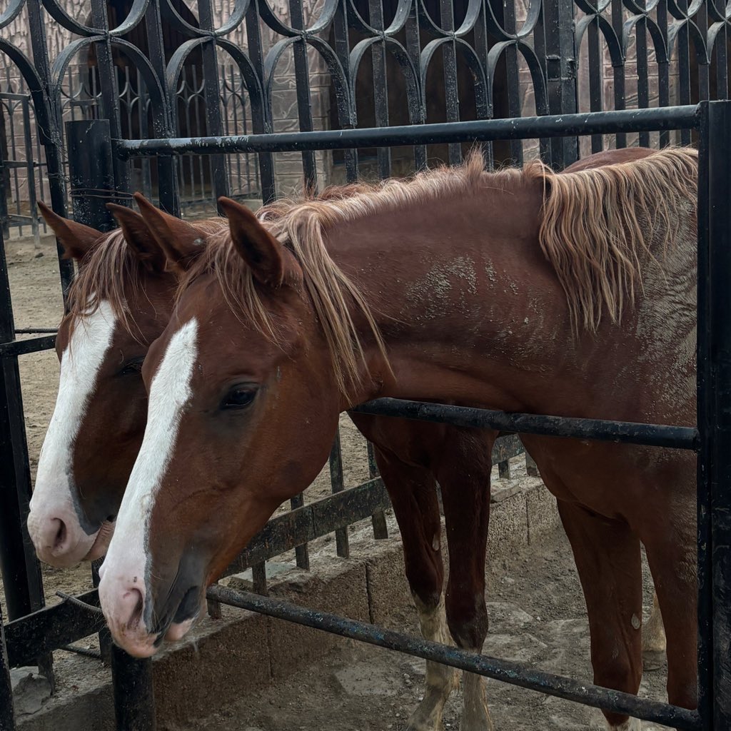 🦢 (@lmmaoool) on Twitter photo 