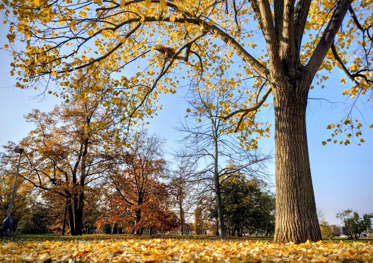 Aki_Shell's tweet image. 