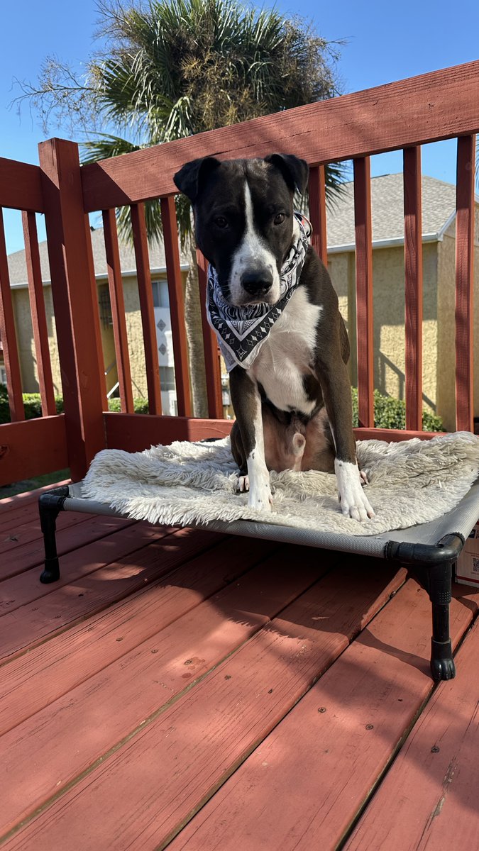 undefeated champion of barking at neighbors