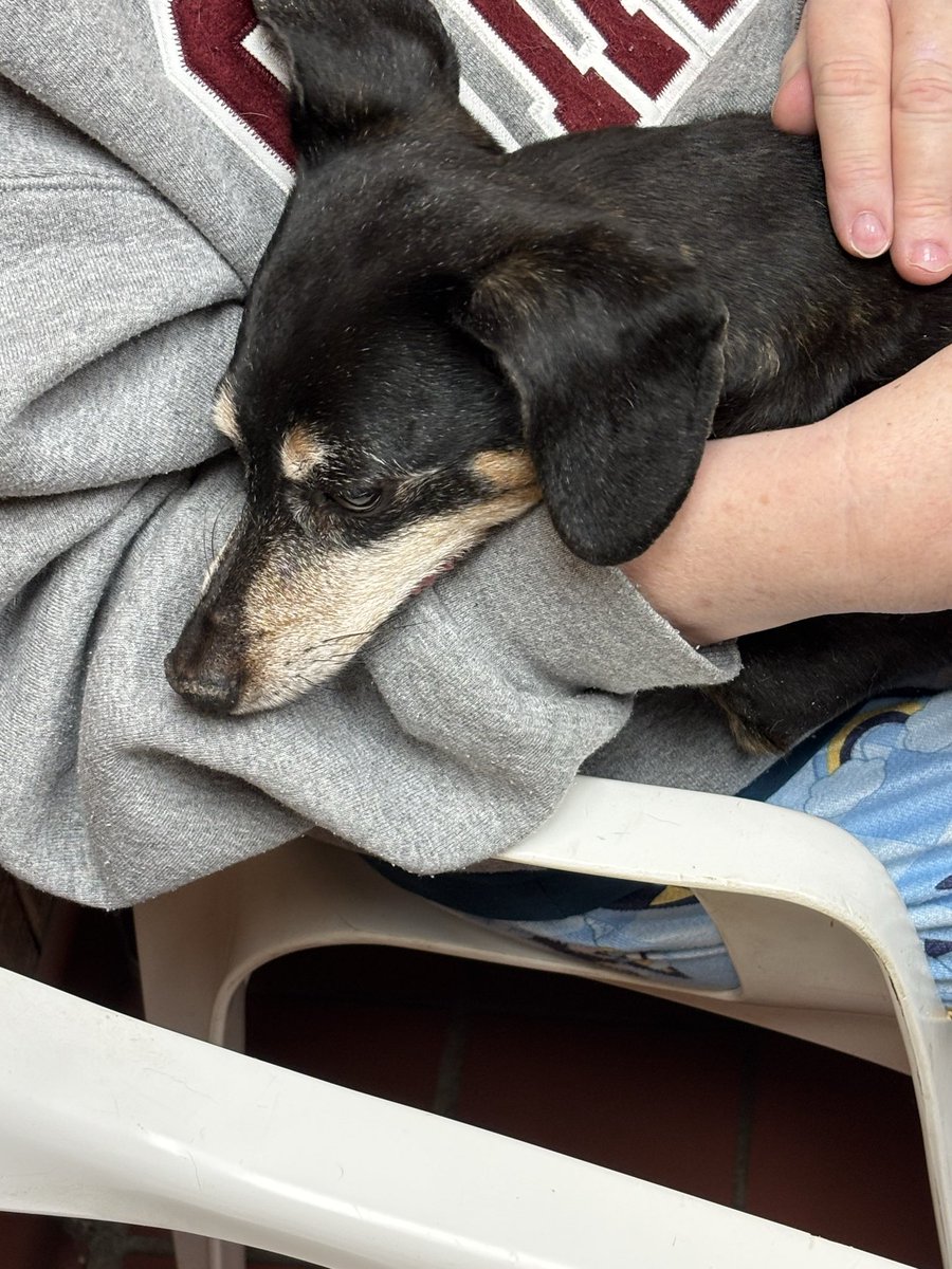 Dawg75Msu's tweet image. Please pray for me… I got released from the jail hospital and I also had to release my handsome black &amp;amp; tan mini Piebald Doxie to the Rainbow 🌈 Bridge! Not only is my body broken but my heart 💔 broken as well!,,,
#RainbowBridge🌈
#DogsOnTwitter🐾🐾
💔🙏🏻👼🏻✝️