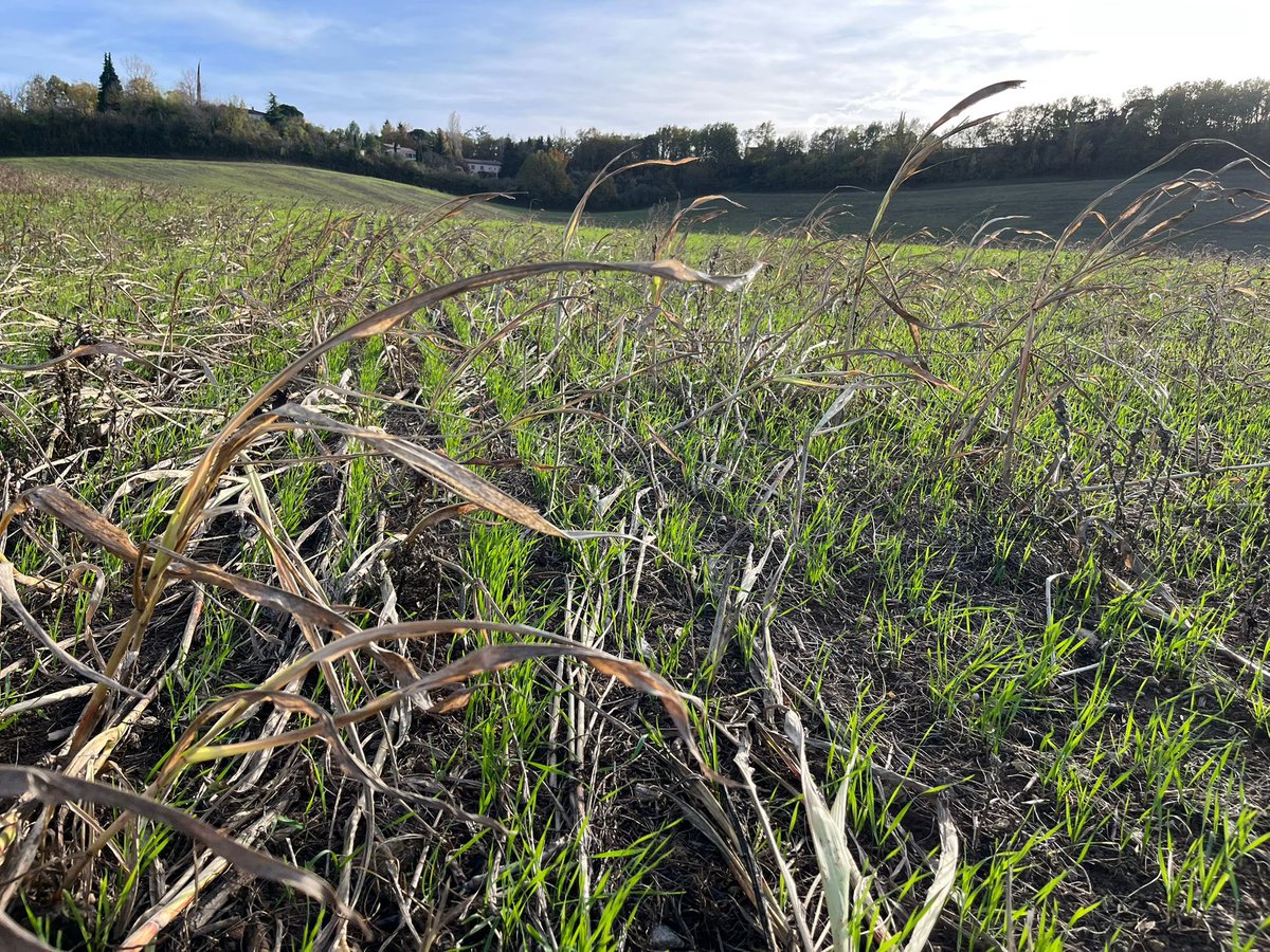 SolEtEau's tweet photo. 🌱 Levée du #blé semé le 16 octobre chez Bruno dans couvert d’été #Sorgho + #Tournesol en #SemisDirect @agrisem !
Les prélèvements pour les analyses de sol commencent 🔬
#Agriculture #Agrisem #couvertsvegetaux #versdeterre #biomasse #erosion #orages #eau #A2C #ACS #notill https://t.co/xNwh14mKVk