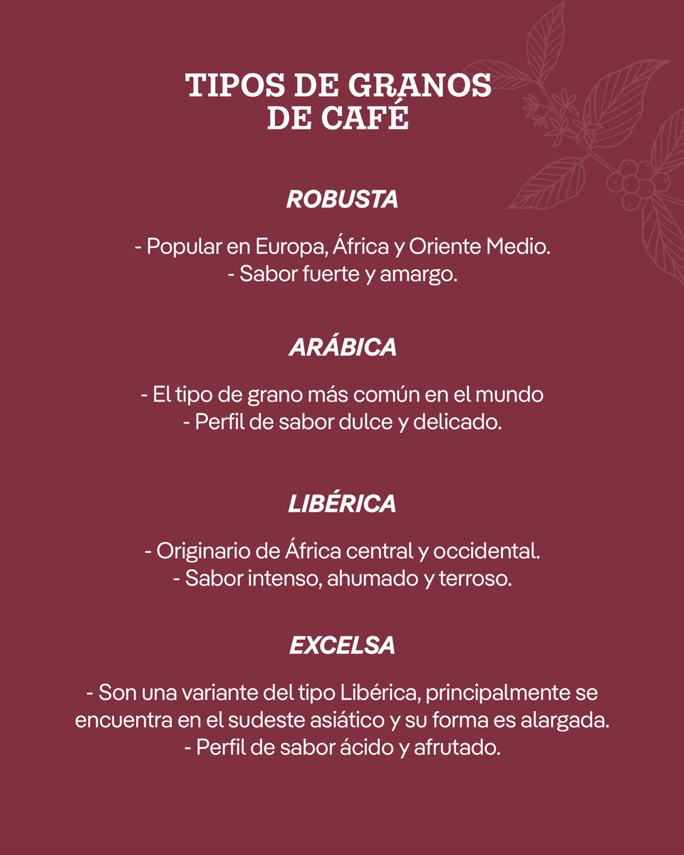 ¿Te habías detenido a pensar en cuáles son las variedades de granos de café más comunes en el mundo? El primer paso para preparar tu propia taza es conocer el café que vas a usar y comprender que el tipo de grano y su origen influirán directamente en el sabor y el aroma☕✨