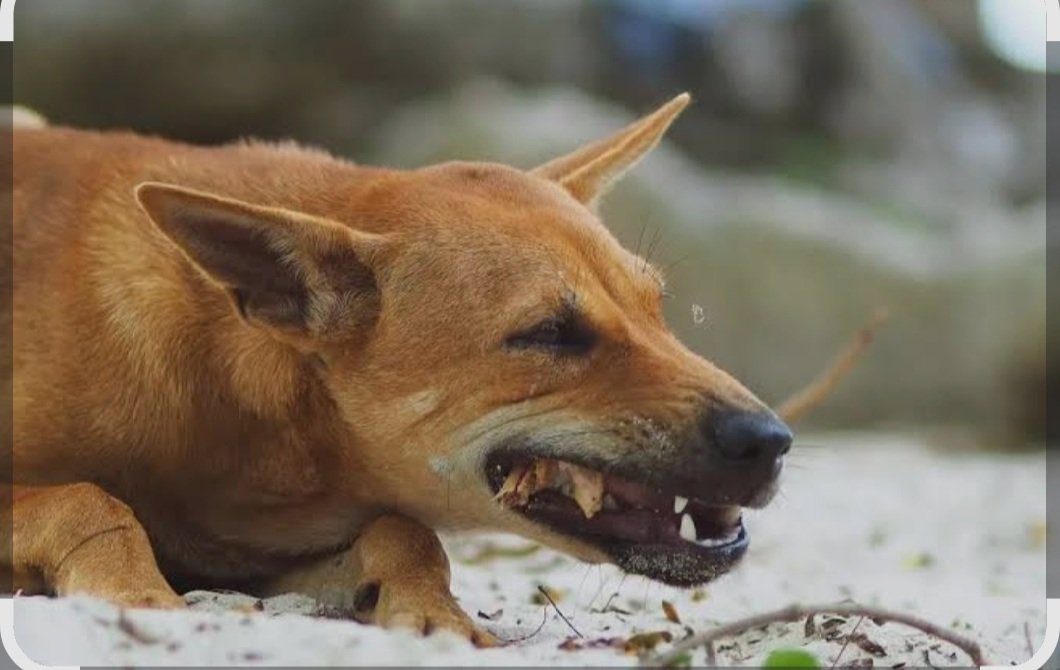Chirungu : Dogs don,t eat chicken bones it will hurt their intestines
Mabhoi : At function,(Rongedzai mabhonzo ese tinopa bhoki kumba anotamba xmas nhasi)🤣🤣