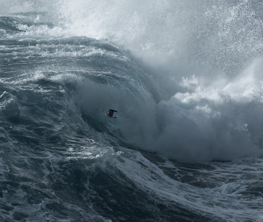 A lone gull makes its way through the storm.