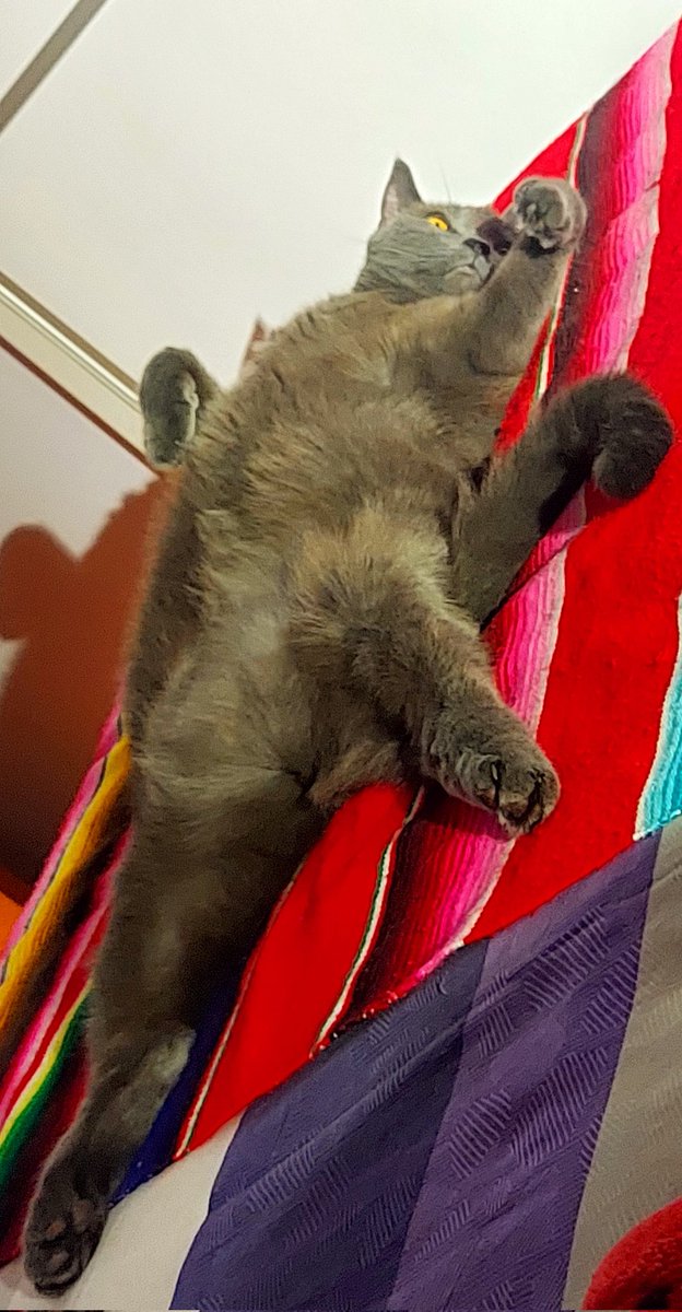 La vostra tarda be??  #Django💜