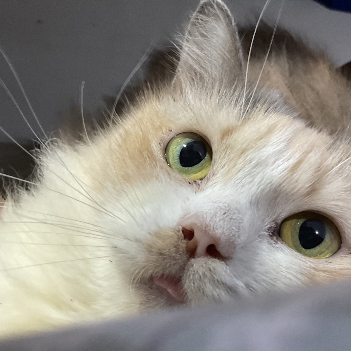 just finished packing up all booth stuff 🥀 see you all tmr!!!

(my cat kept getting into my luggage while packing T____T)