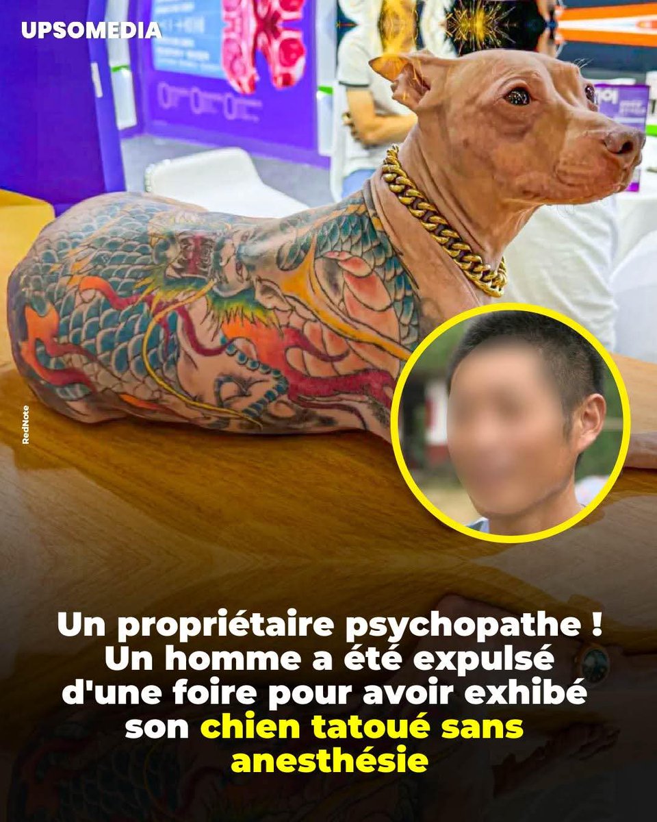 Lors de la Pet Fair #Asia de #Shanghái, un propriétaire a présenté son chien sans poils arborant un immense tatouage de dragon sur le dos et des bijoux dorés
Devant les visiteurs, il a affirmé que l'animal n'avait pas reçu d'anesthésie car il ne ressentait pas de douleur...😱💔🤬