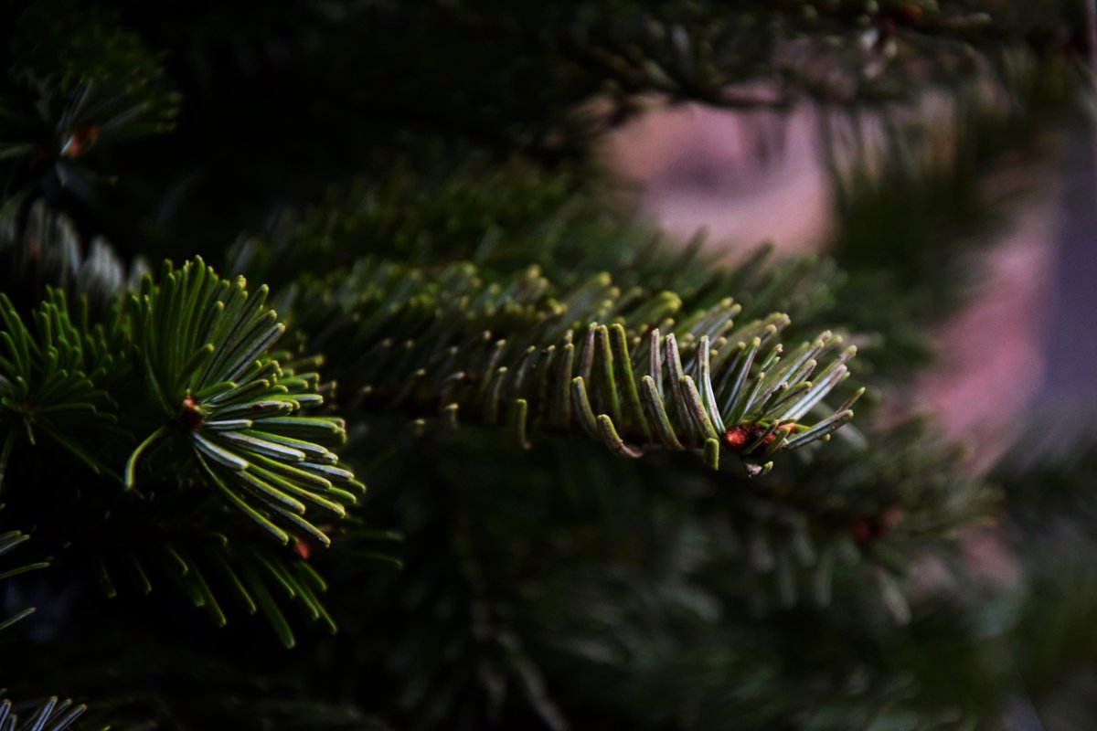 MuseumoftheHome's tweet image. During our Winter Market, Bernard’s Trees will be hosting a pop-up Christmas tree lot in our Gardens Through Time! Pre-order your tree for a 10% discount - trees will be available to collect or to browse on the day 🎄

🔗 museumofthehome.org.uk/whats-on/winte…