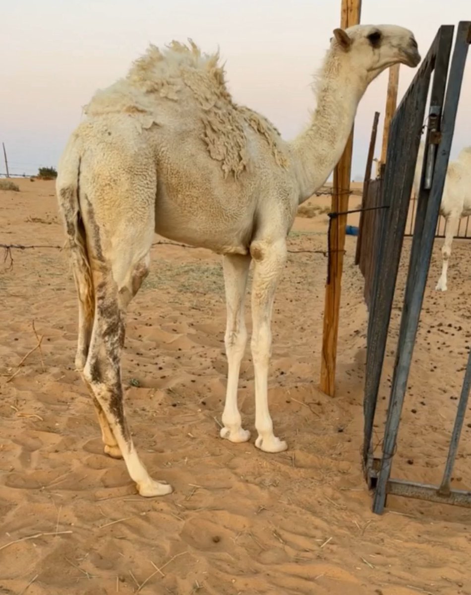 حوار فردي جده الحاكم ابن قريع 

لتواصل :

0595981782