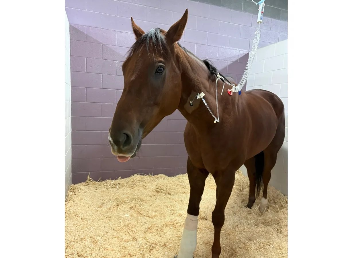 Hastings Racing Club tweet media