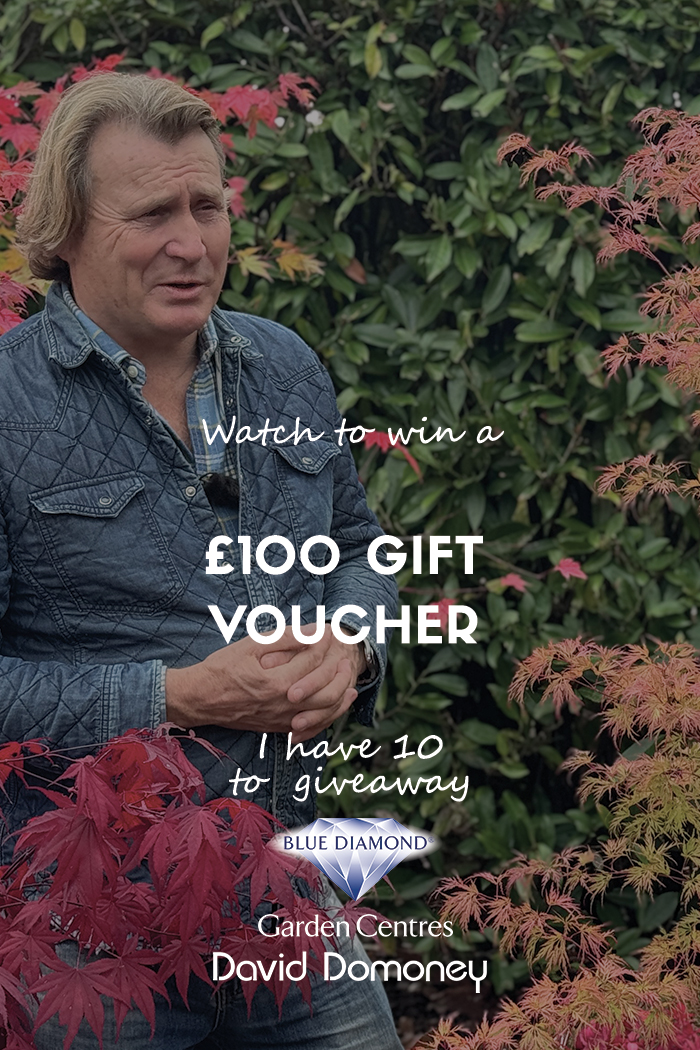 #ad

Enter my free prize draw for the chance to win £100 of Blue Diamond Garden Centres. 

I have 10 to giveaway.

Enter: bit.ly/4nBj71g

UK Residents Only
T&amp;C's Apply
Closes 30/11/25 at 11:59 PM

#paidpartnership #winitwednesday #freebiefriday