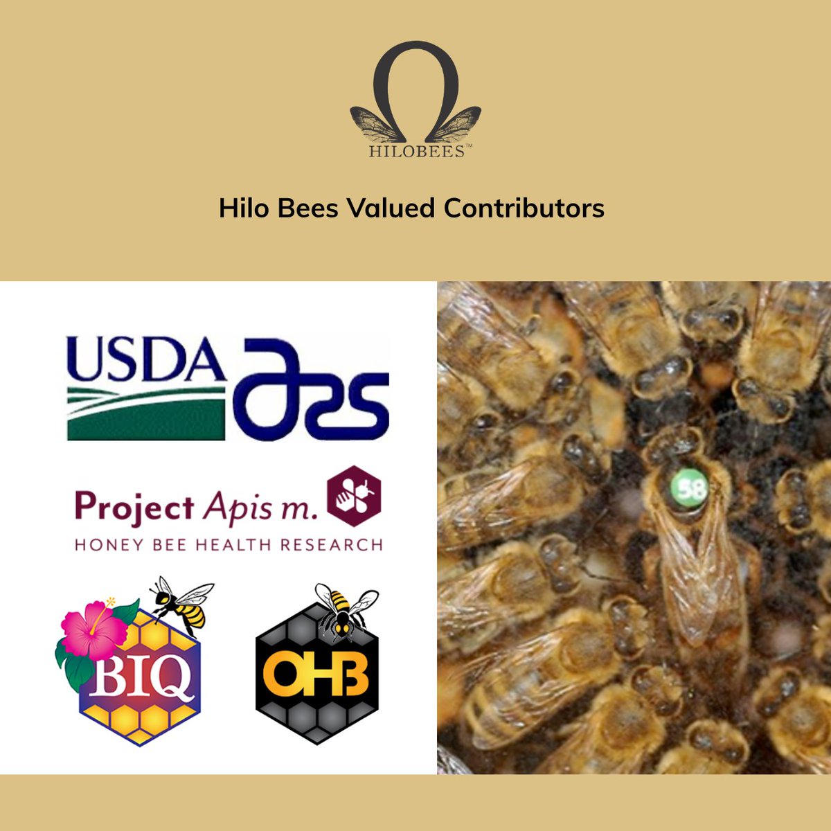 ProjectApism's tweet image. The Hilo Bees Project brings researchers &amp;amp; commercial beekeepers together to breed and stabilize Varroa-resistant bees that thrive in real-world operations. After a decade of collaboration, VSH queens are widely available and Hilo queens can be purchased from Olivarez Honey Bees.
