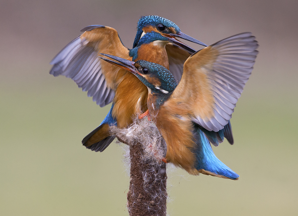 YorkshireCoastNature tweet media