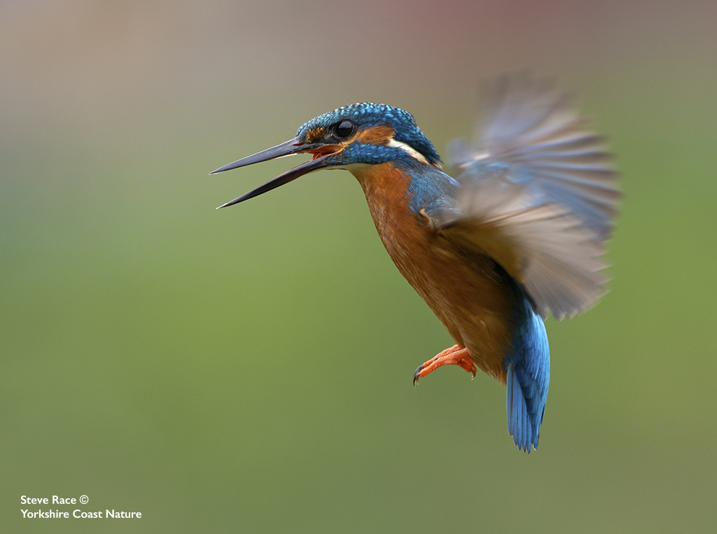 YorkshireCoastNature tweet media