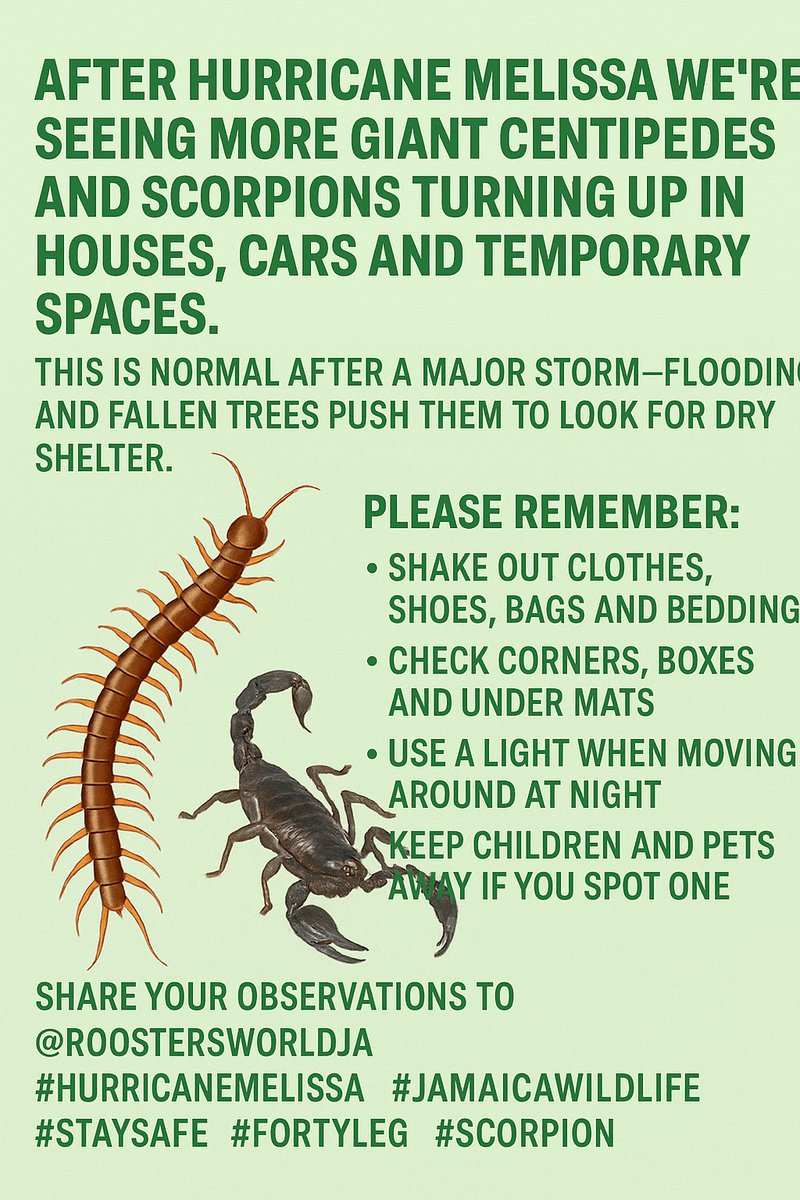 I’ve been getting several reports of scorpions and centipedes showing up in homes, clothing and even inside cars after Hurricane Melissa. Flooding and fallen trees push them to look for dry shelter, so sightings tend to increase after a major storm.

Please check your clothing,