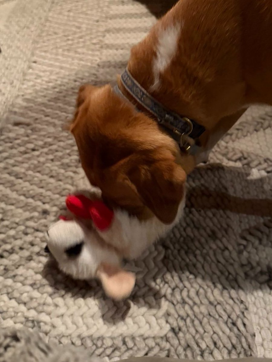 bobscully3's tweet image. Dogs can now shop with bitcoin! (sorry @dogecoin)

The first chicken gizzards ever bought with #Bitcoin. History.

Come visit Brownie’s Pet Boutique in Marin! 🐶