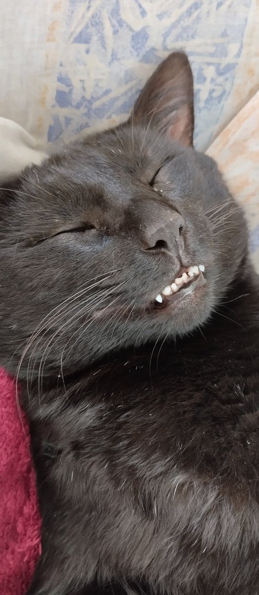 DateezCBSkz's tweet photo. @gatinarios https://t.co/AxEAfCcE6i