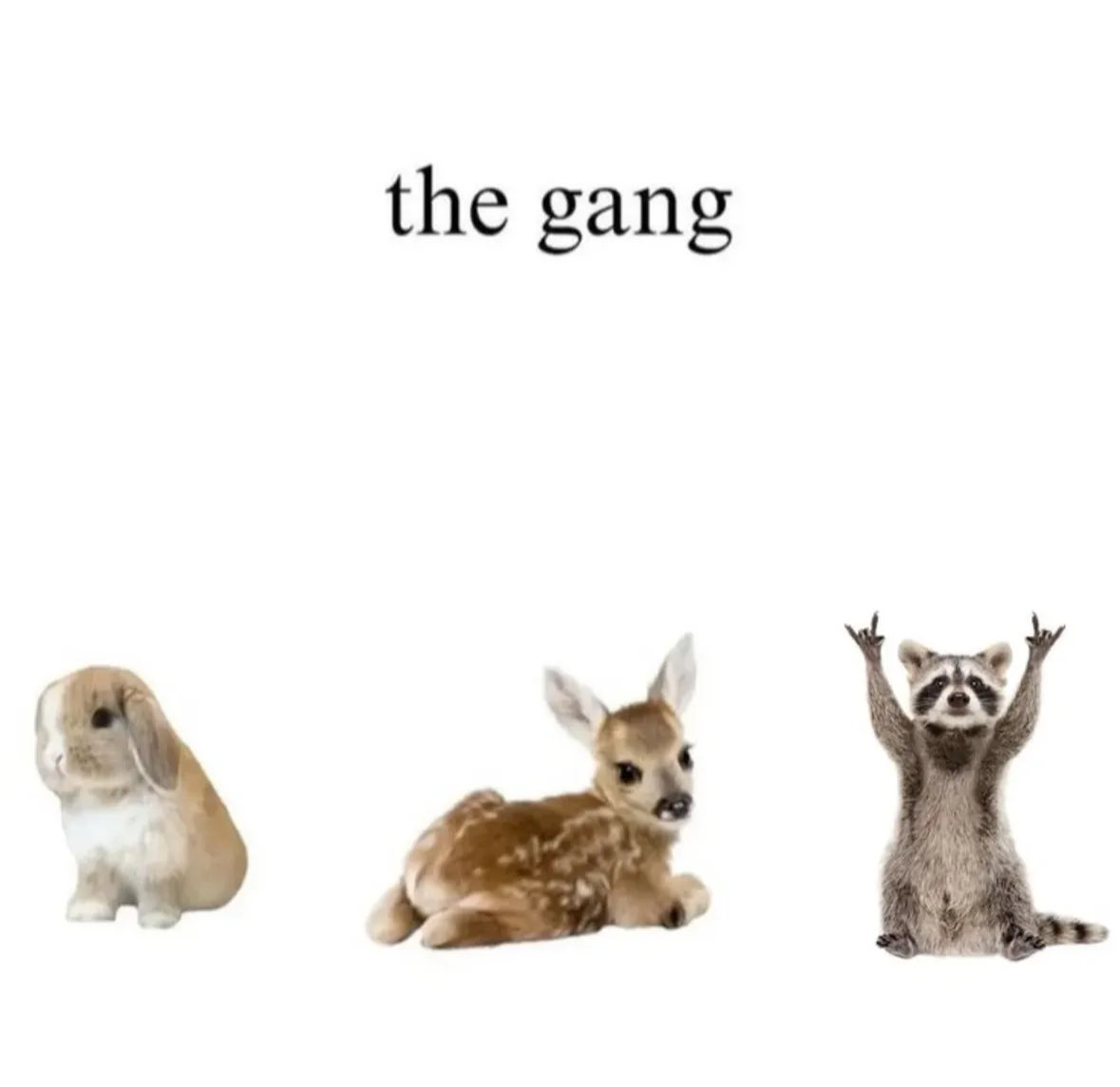 CocchiDeer's tweet image. 