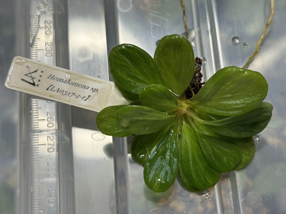 KENZO (@fw_kenzo) / Posts / X