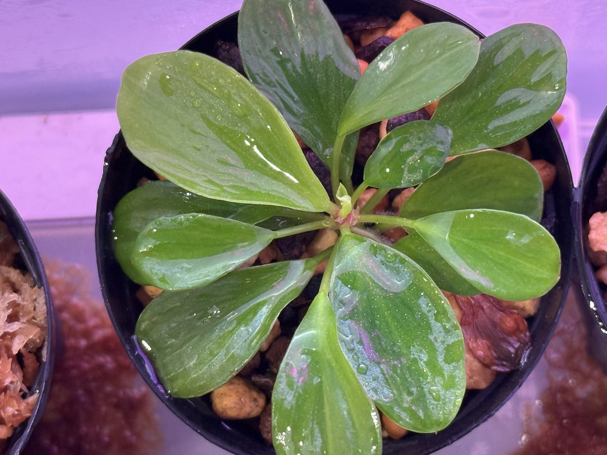 KENZO (@fw_kenzo) / Posts / X