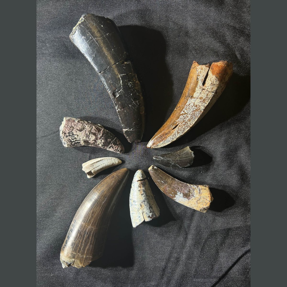 MuseumRockies's tweet image. Happy #FossilFriday! #Fossils can come in a variety of colors! These are all #tyrannosaur #teeth from the Upper #Cretaceous #TwoMedicineFormation in #Montana. The different colors reflect conditions and processes that occurred after burial.