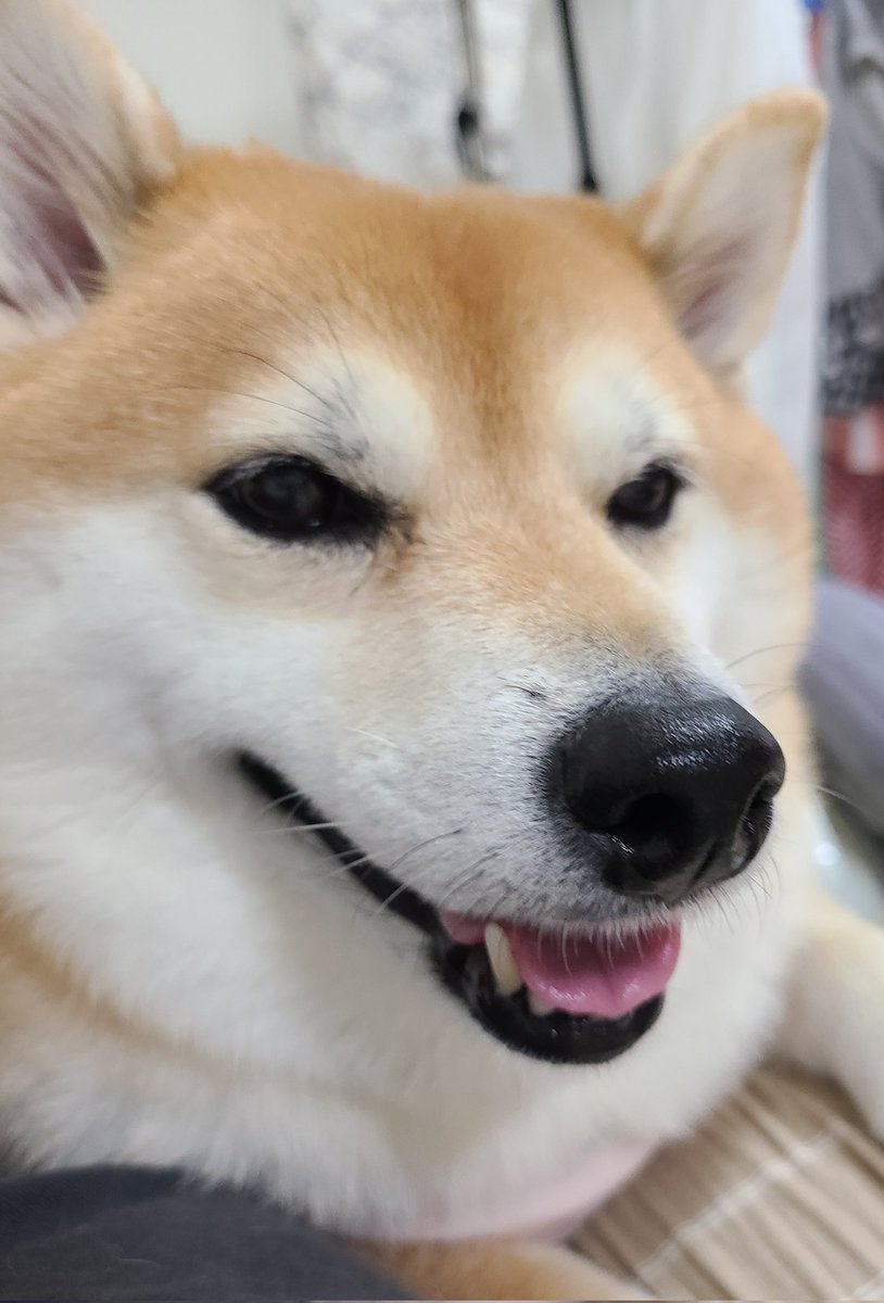 mameko0812's tweet photo. 朝から甘えん坊さん🤭💕
『ママぁ🐶』 https://t.co/Gn9RvoGlj6