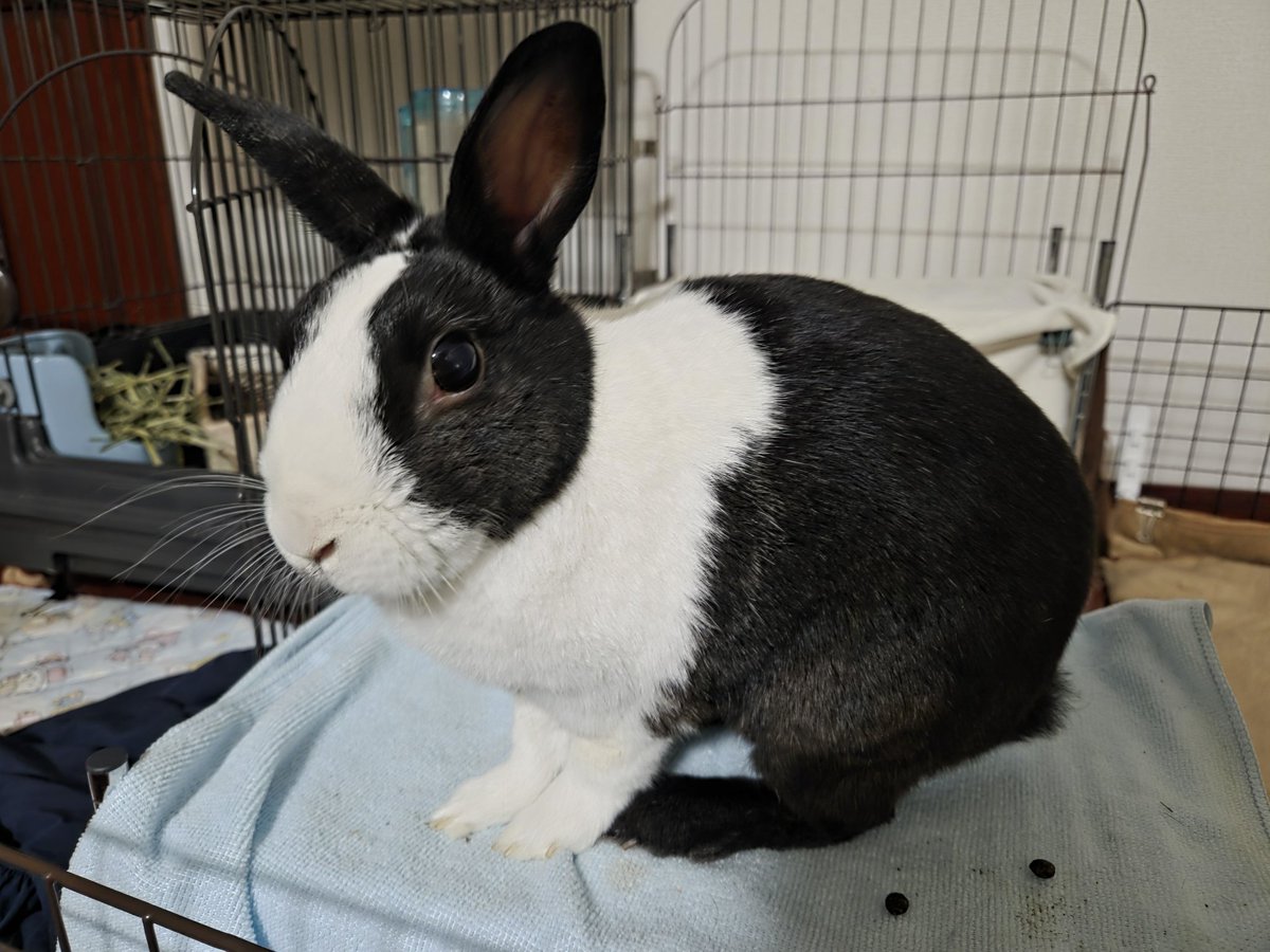 耳を広げて見渡すパンダさん🐇 #うさぎ #パンダ