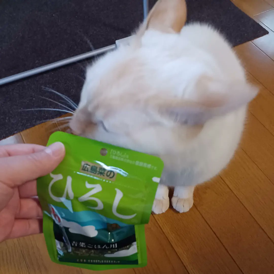 Hiroshi1970Cat's tweet image. ☀️🙋‍♀️❗おはようふりかけひろし🌞
昨夜の👣つぼ効いたかな❓️😉また来てね✨今日もよろしく😃✌️

#ねこ宇宙 #看板ねこ #まねきねこ #笹かま猫 #ねこのいる整体サロン #ふりかけひろし #三島食品非公認アンバサダー