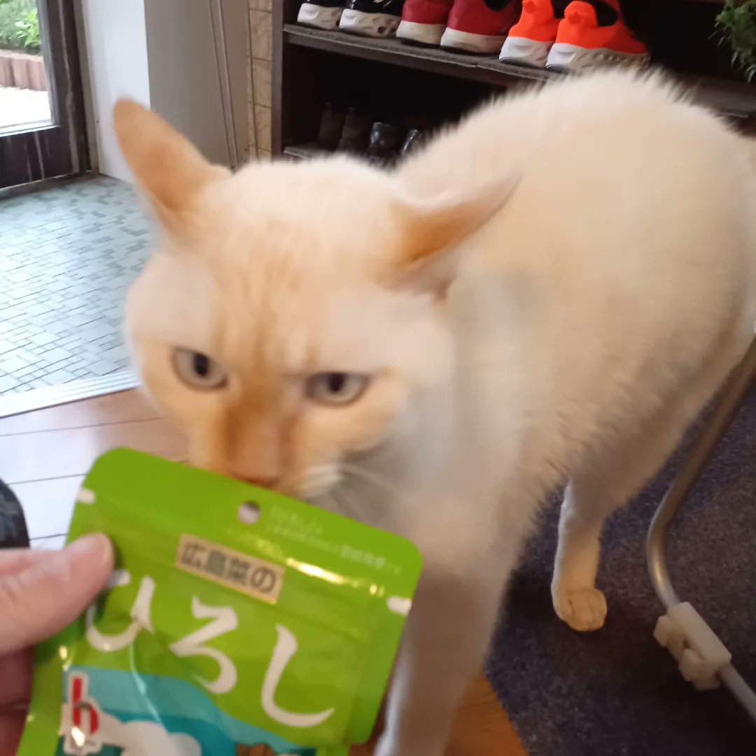 Hiroshi1970Cat's tweet image. ☀️🙋‍♀️❗おはようふりかけひろし🌞
昨夜の👣つぼ効いたかな❓️😉また来てね✨今日もよろしく😃✌️

#ねこ宇宙 #看板ねこ #まねきねこ #笹かま猫 #ねこのいる整体サロン #ふりかけひろし #三島食品非公認アンバサダー