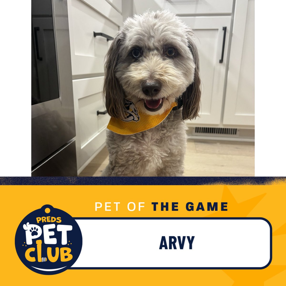 PredsFoundation's tweet image. 