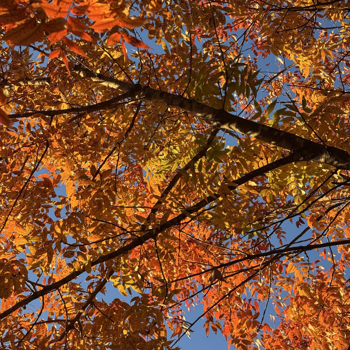 EddieErdmann's tweet image. Fall colors are still holding on in north Georgia #SuwaneeGA #autumnleaves #fallcolors #NorthGeorgia
