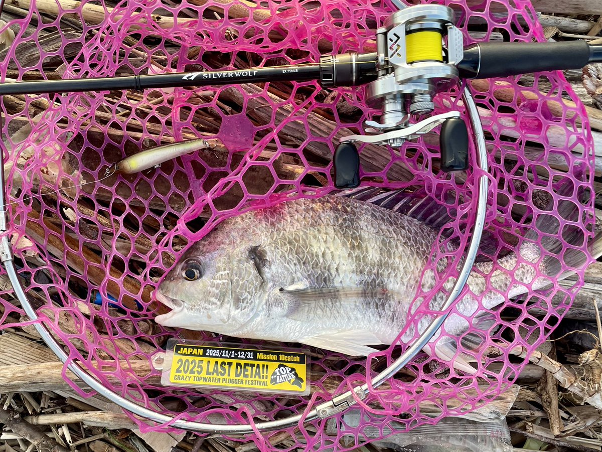 さんぐー (@macatic) / Posts / X