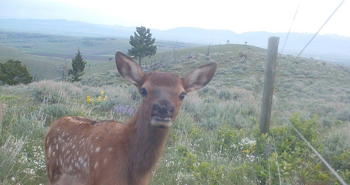 USGS in Montana tweet media