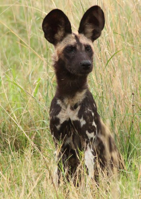 ApolloAWD tweet picture