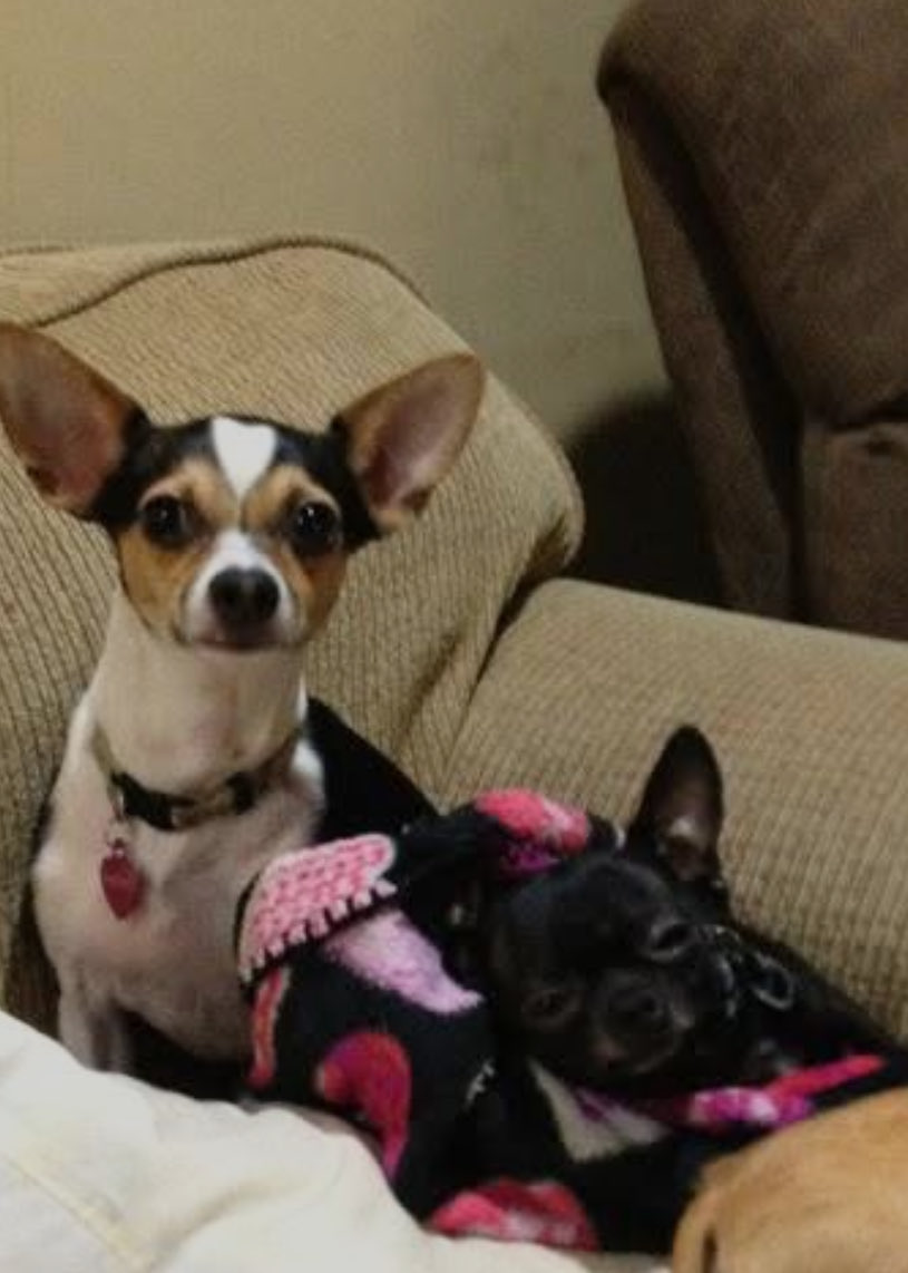 This is Sadie she is 17 years old today, better say Happy Birthday. This lady is a handful. She snuck out the door the other night in the rain. Heart medication, Parkinson’s medication, anxiety meds aren’t gonna keep her from patrolling.