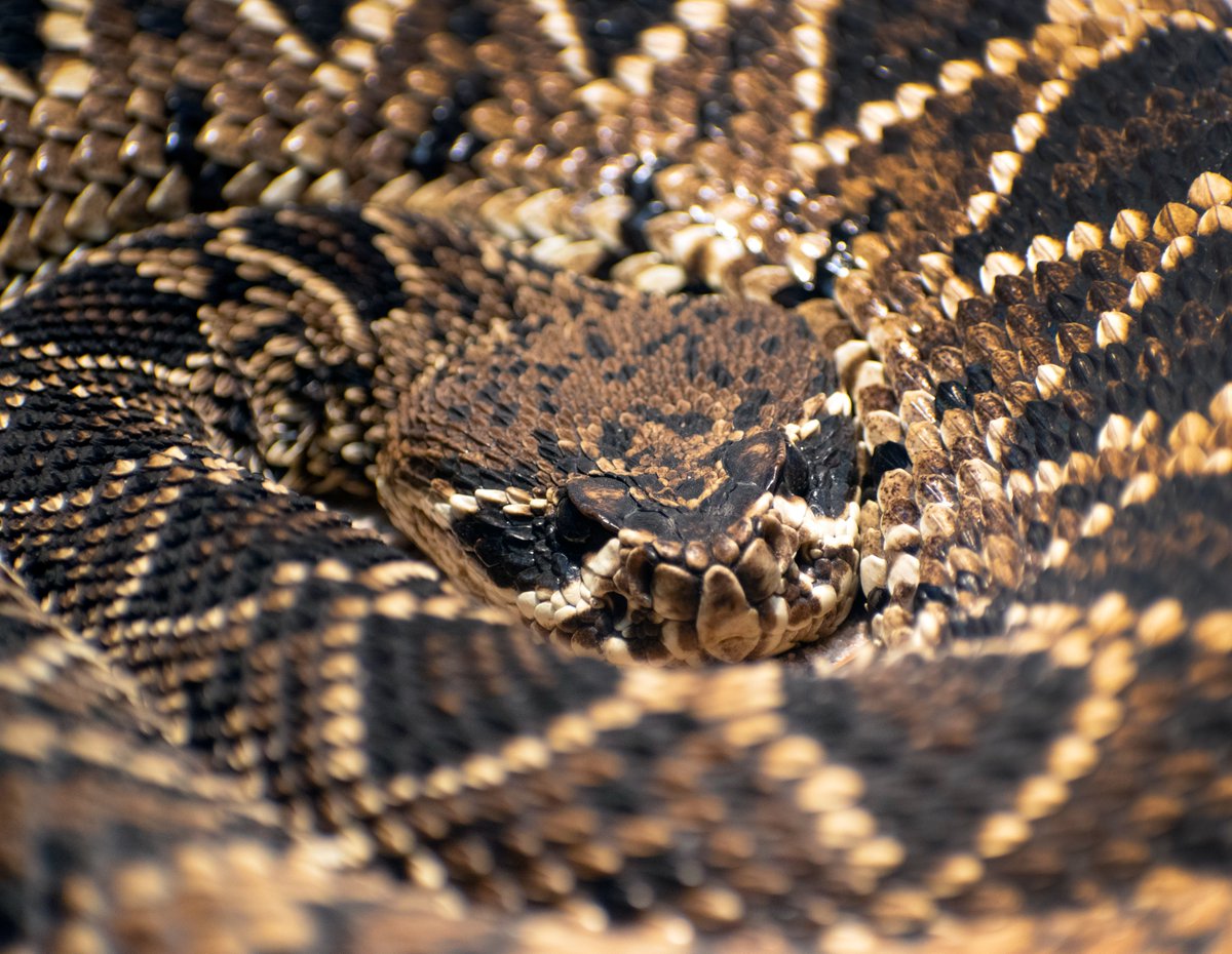 nashzoovet's tweet image. #VeterinaryTerminology of the Day
#Ovoviviparous animals are ones that produce young by eggs that are hatched within the body of the parent. This is common in many types of snakes.