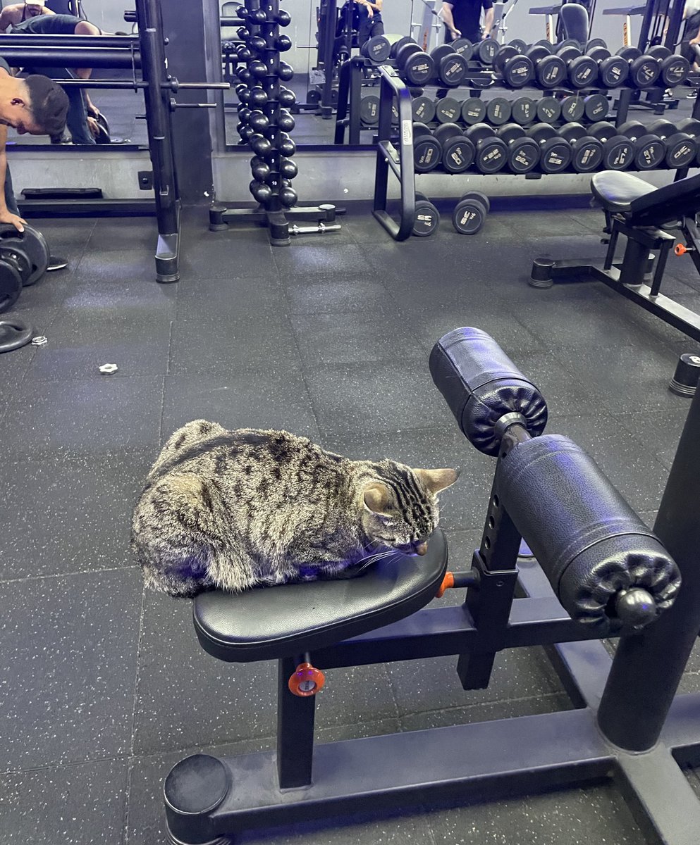 esse cara já tá no equipamento que eu quero usar faz uns 30 minutos e não aceita revezar pqp 

cada dia mais difícil ser fitness