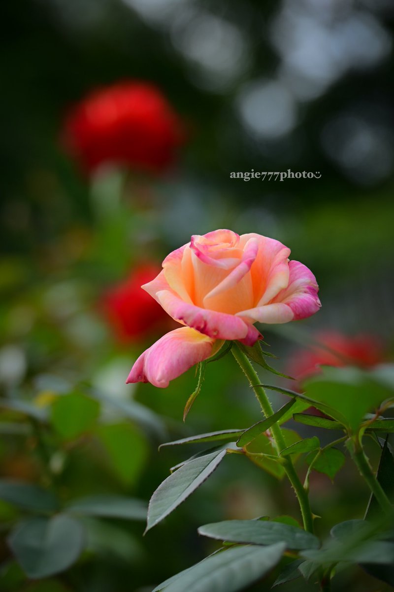 ガスファンヒーター ローズピンク 石油ファンヒーター FW25Sコンパクト