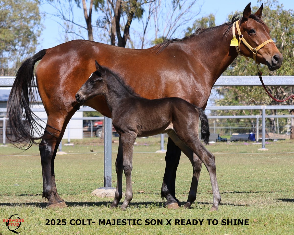 💙Number 116! and it's a Colt!!
READY TO SHINE delivered this handsome colt by MAJESTIC SON for Warren Craven
<a href="/Alabarfarms/">Alabar Farms</a>