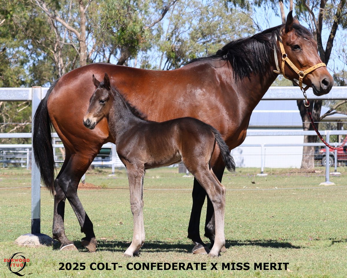 💙Number 117 and its another Boy!
This striking colt is by CONFEDERATE out of MISS MERIT for Hillcrest Lodge, Peter &amp; Ann Campbell.
<a href="/CobbittyEquine/">Cobbitty Equine Farm</a>