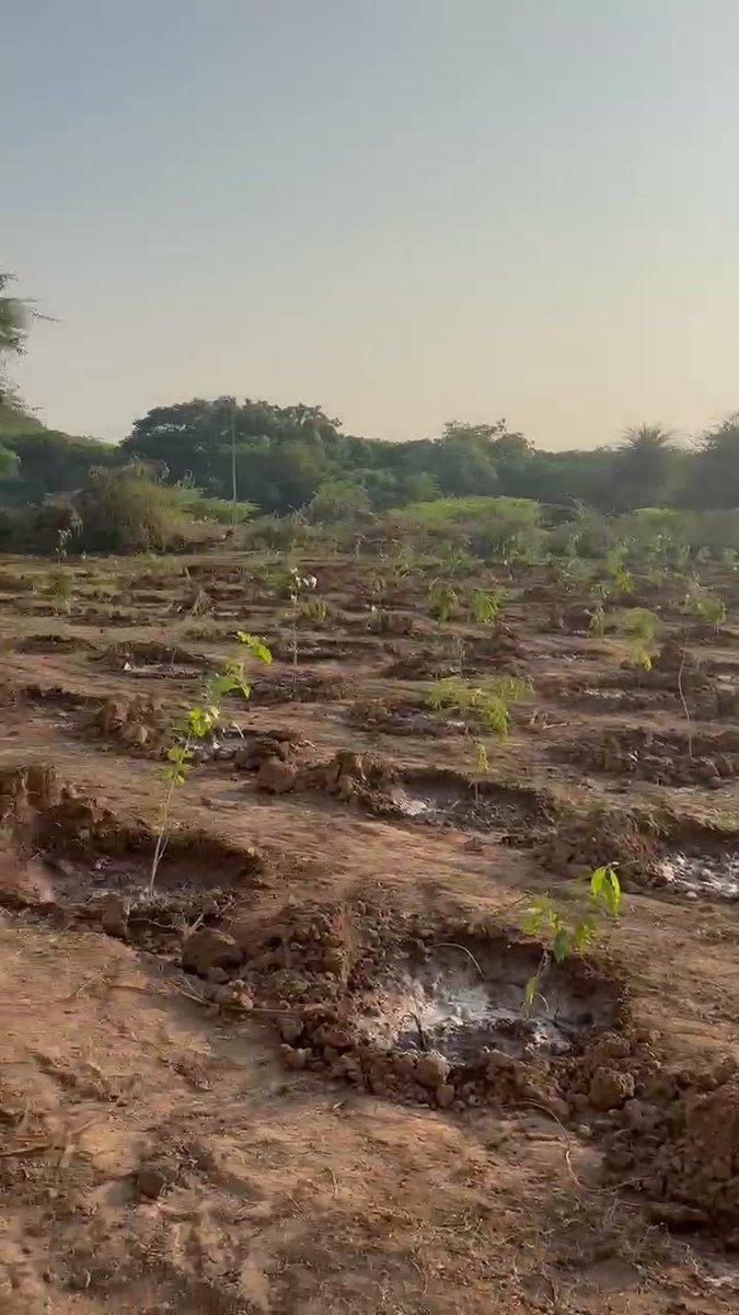 માન. ધારાસભ્યશ્રી અને મહુવાના અધિકારીશ્રી તેમજ પદાધિકારીશ્રીઓની ઉપસ્થિતિમાં સરદાર વલ્લભભાઈ પટેલની ૧૫૦મી જન્મજયંતિ નિમિતે "એક પેડ મા કે નામ" અભિયાન હેઠળ ૯૯-મહુવા વિધાનસભા મતવિસ્તારમાં ૫૬૨ વૃક્ષોનું વાવેતર કરી "સરદાર સ્મૃતિ વન" સ્થાપના કરવામાં આવી.
#sardar150 
<a href="/Collectorbhav/">Collector & District Magistrate Bhavnagar</a>