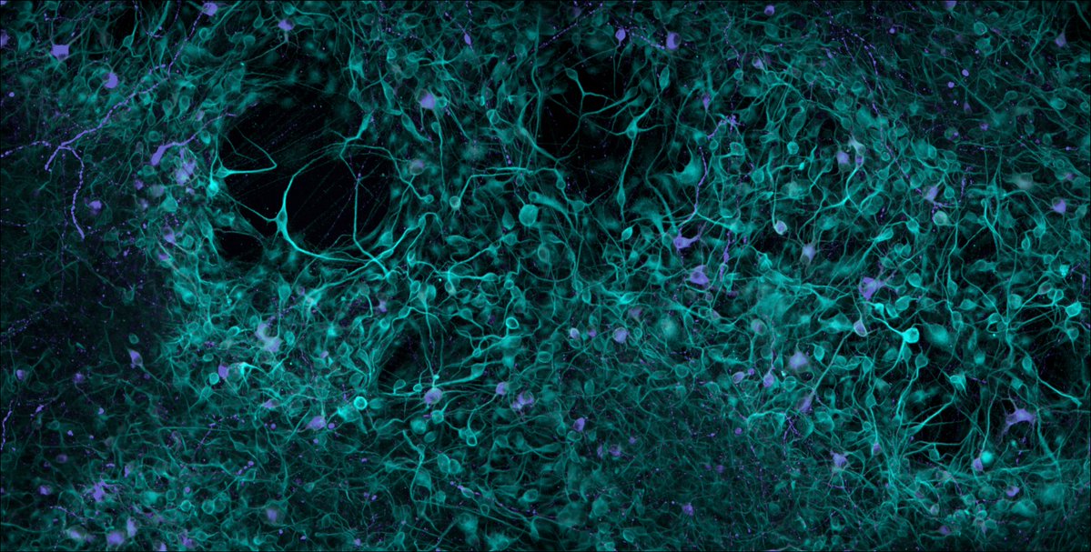 ***Seeking outstanding entrepreneurial postdoc***

Do you want to help discover the next Ozempic? Are you an energetic and technically excellent PhD-level scientist? Come help us launch our University of Cambridge spin-out! Details at bit.ly/47F9udd.

Thanks for the RT!