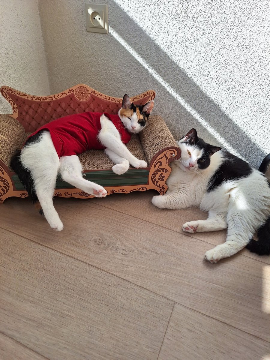 Patricia💞Puck🐈Zorro🐈‍⬛en Bella😺🐾 tweet media