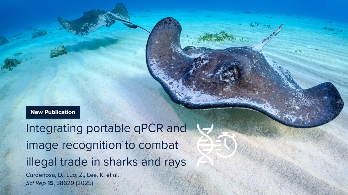 New Publication
Cardeñosa, D., Luo, Z., Lee, K. et al. Integrating portable qPCR and image recognition to combat illegal trade in sharks and rays. Sci Rep 15, 38629 (2025). doi.org/10.1038/s41598…