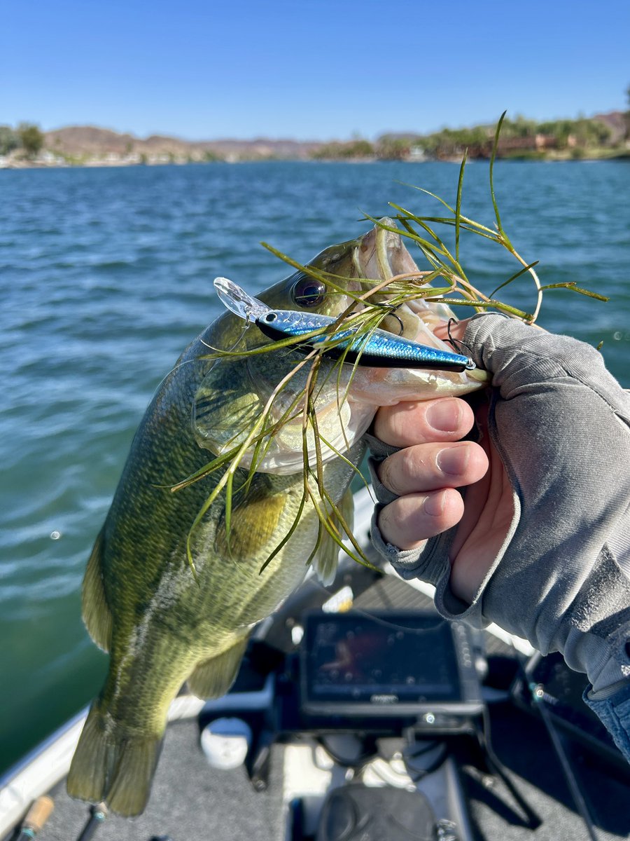 “Best sized bait to match threadfin shad is a Pointer 78DD. Lens Aurora Black is great on bright sunny days with clear water. River fishing in the main current on Parker Strip, I focused on large grass lines in 8-10ft.”-Davis Hart #Pointer78DD #LensAuroraBlack #LuckyCraft