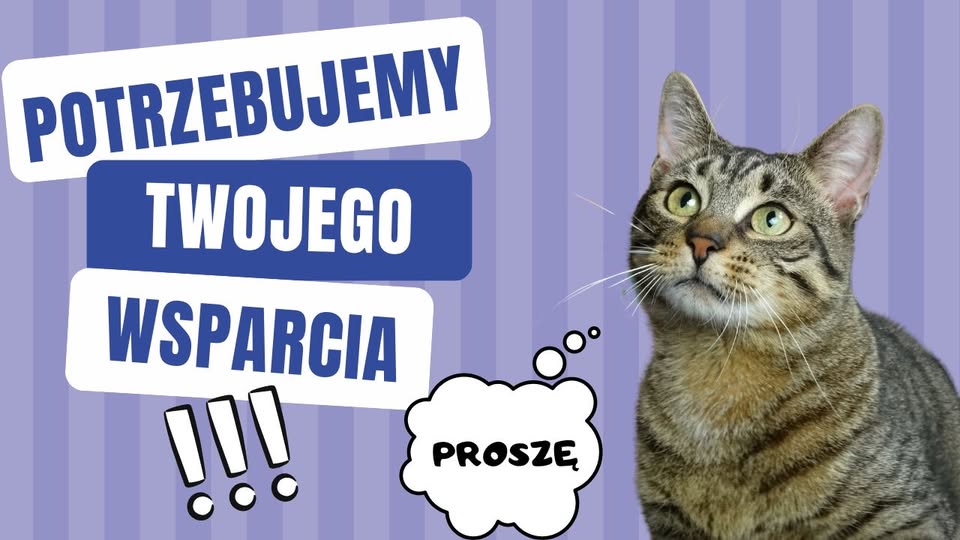 🆘 CZY NAS WIDAĆ? 
➡️ ratujemyzwierzaki.pl/fma-nadzieja 
Chyba nie… a tak bardzo chcemy być zauważeni! 😢 Ratujemy zwierzaki każdego dnia - te, które już nikt nie chce widzieć… Walczymy o ich życie, zdrowie i nadzieję. 🐾 Mamy 130 wpłat  i jesteśmy za każdą z nich wdzięczni z całego