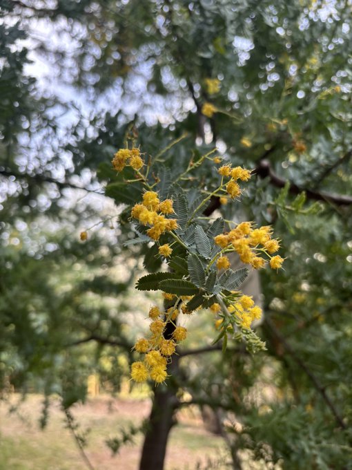 SECOND NUTSのツイート