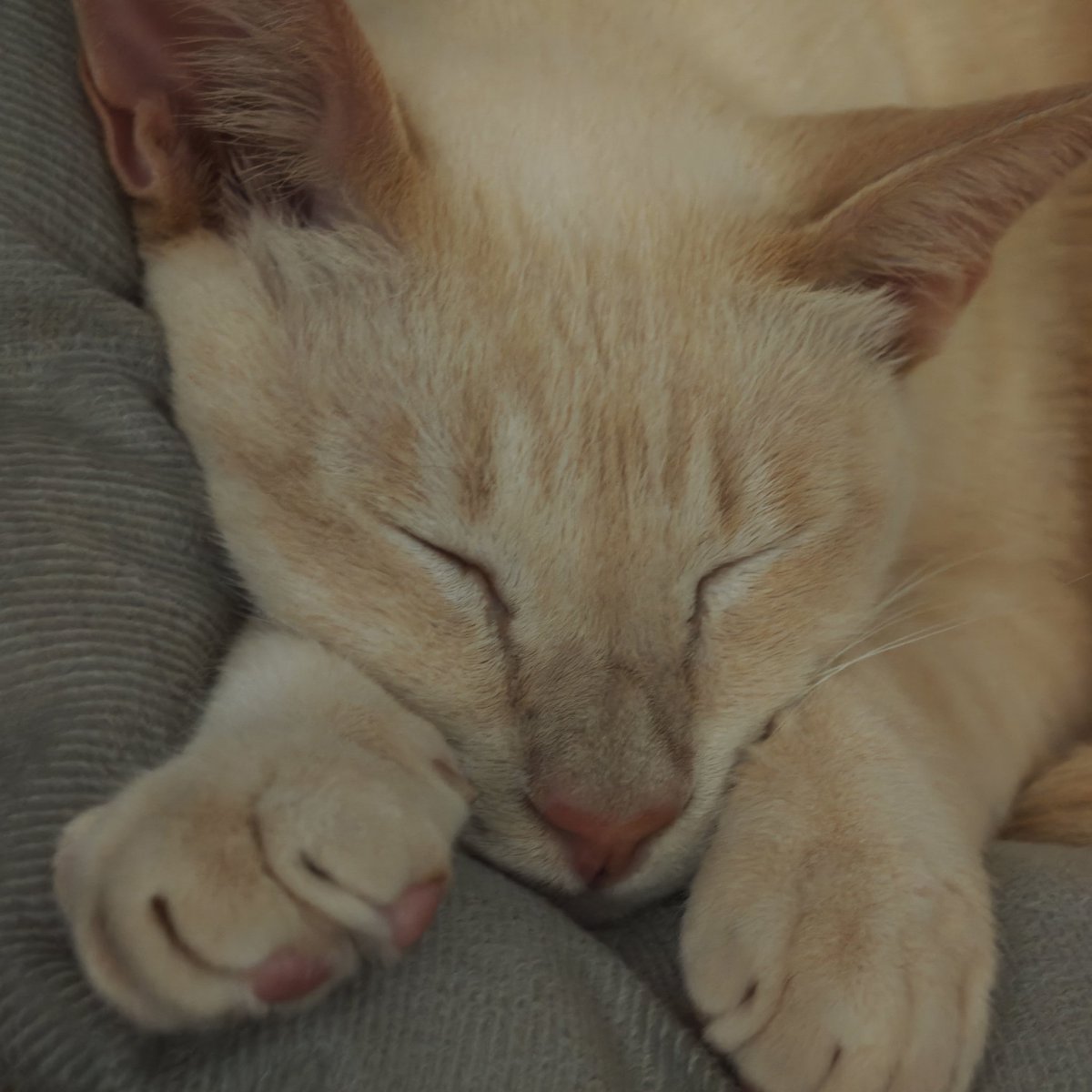 天塌下来我当被子盖 tweet media